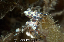 Harlequin Shrimp at Tingo. by Shauming Lo 